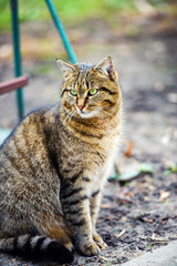 homeless cat outdoors