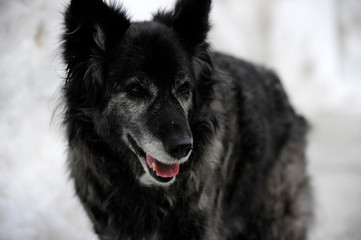 tête de chien