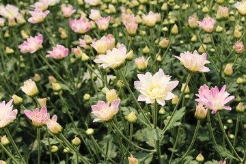 Chrysanthemums flower is beautiful in the garden