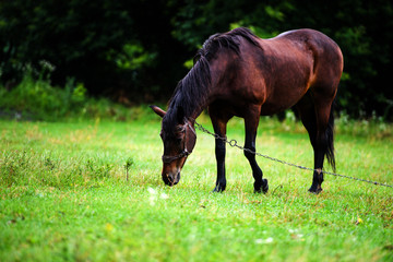 Portrait of beautiful horse in summer