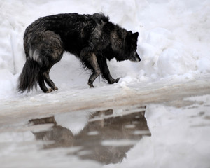 chien en hiver
