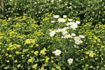 Chrysanthemums flower is beautiful in the garden