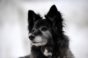 chien