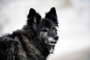 chien