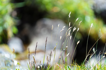 Macro shot of grass on blurry background