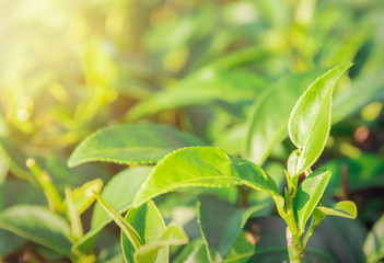 Nature backgrounds Green tea leaves in the morning sun