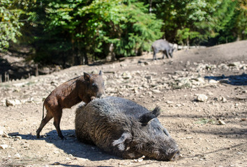 Wild boar in forest