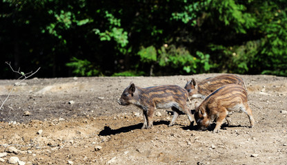 Wild boar in forest