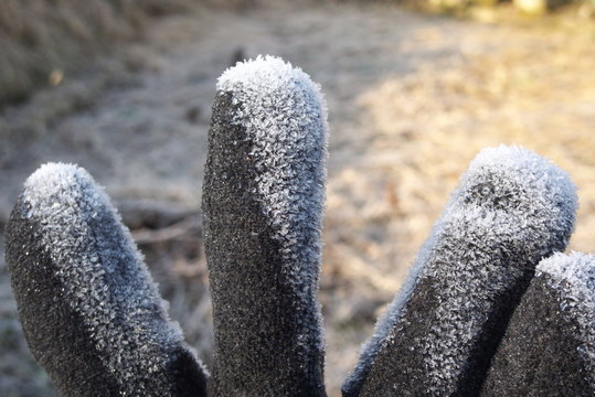 霜が降りた手袋 - Frosted glove