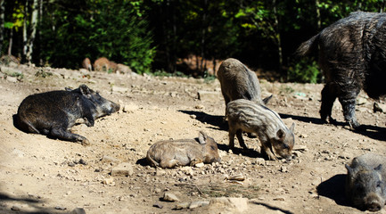 Wild boar in forest