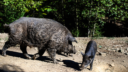 Wild boar in forest