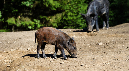 Fototapeta premium Wild boar in forest