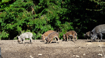 Wild boar in forest