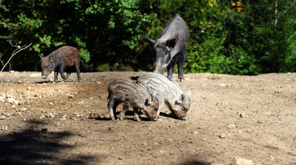 Wild boar in forest