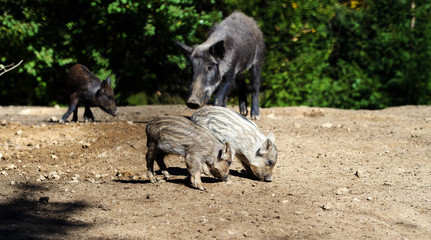Wild boar in forest