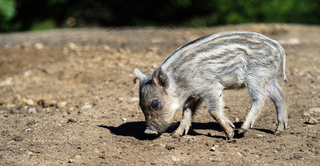 Wild boar in forest