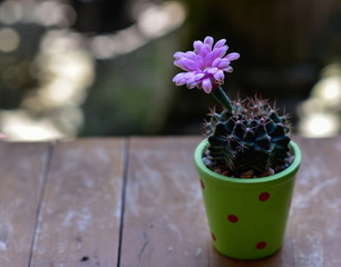 light purple flower of cactus in the pot