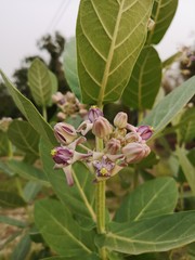Calotropis