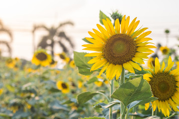 Beautiful of sunflower Field blooming,flowers beauty