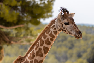 Giraffe in the nature.