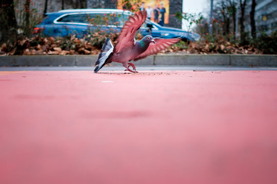 pigeon in red