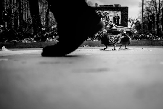 pigeons