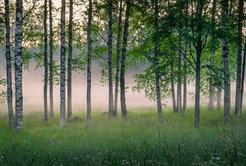 Fototapeta na wymiar Scenic woodland landscape with foggy mood and birch trees at summer night in Finland