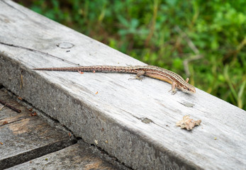 Small Viviparous Lizard On The Old Wooden Background in Finland (Zootoca vivipara)