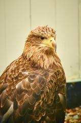 Brown Eagle in captivity closeup