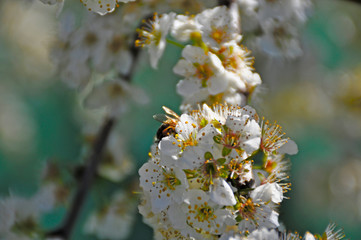 Plum tree flowers in spring
