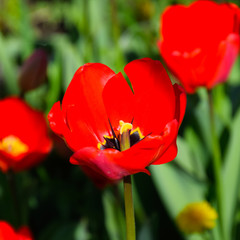 Red tulips bloom in the flowerbed. Flowering of tulips.