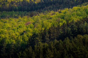 different shades of green trees
