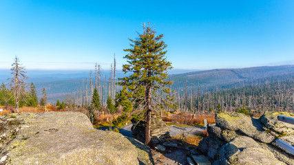 Devasted forest in cause of bark beetle infestation. Sumava National Park and Bavarian Forest, Czech Republic and Germany. View from Tristolicnik rock, Dreisesselberg, to Plechy, Plockenstein