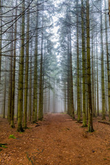 Obraz premium Path between tall pines in the forest on a morning with haze on an autumn day in the Belgian Ardenne. Adventure and hiking concept