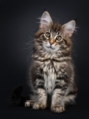 Cute classic black tabby Maine Coon cat kitten, sitting up facing front. Looking straight at lens with brown eyes. Isolated on black background. 