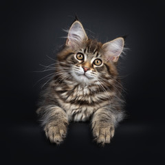 Fototapeta na wymiar Cute classic black tabby Maine Coon cat kitten, laying down facing front. Looking straight at lens with brown eyes. Isolated on black background. Front paws hanging over edge.