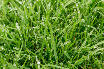 Obraz premium Morning dew on the green succulent grass, and the sun illuminates its warm rays.