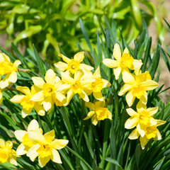 Spring flowering bulb plants in the flowerbed. Flowers daffodil