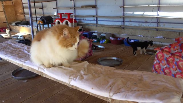Ortaca, Turkey - 31st of January 2018: Visit to the Haydos animal shelter - 4K Content quiet life of well-cared cats at the sanctuary