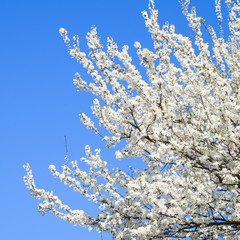 Spring flowering trees. Pollination of flowers of plum. Blooming