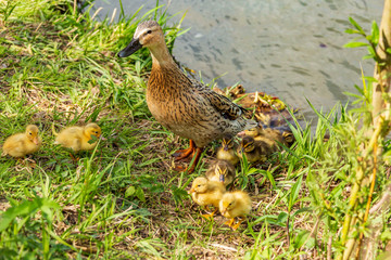 junge enten
