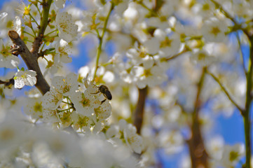 Plum tree flowers in spring