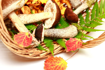 Close-up of mushrooms in a basket on a white background