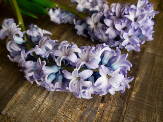 gentle blooming hyacinths