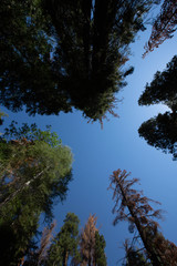 trees and blue sky