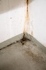 oxidized and rusted calcium and mold and mildew deposits from water damage in a concrete cellar room