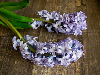 gentle blooming hyacinths