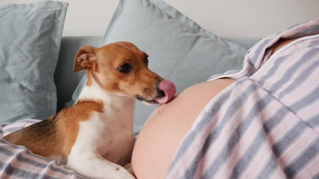 Small cute pet dog tender love licking tongue a belly of young pregnant woman at home