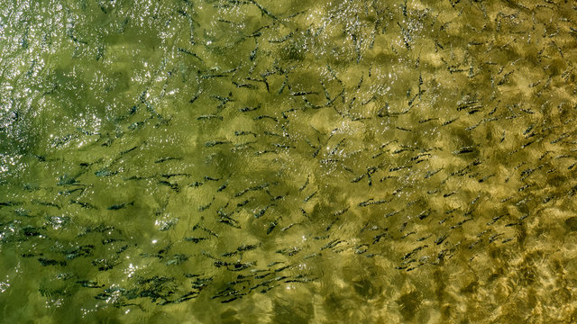 Fischschwarm im seichten Wasser