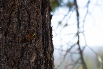 Fototapeta premium tree in the forest